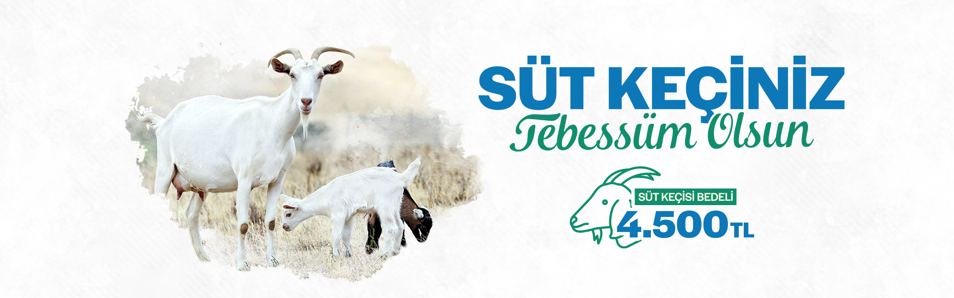 Süt Keçisi